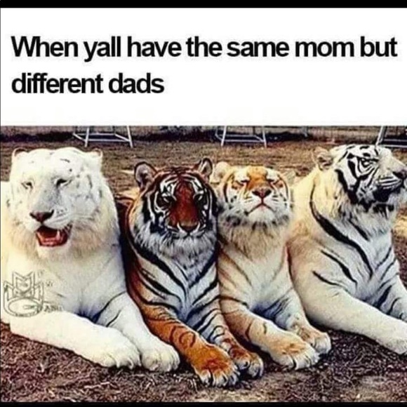 Meet your Posher, Georgette - Picture 5 of 7